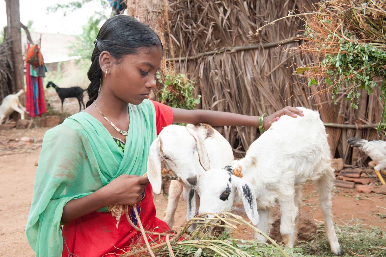Annandhi pats her two goats