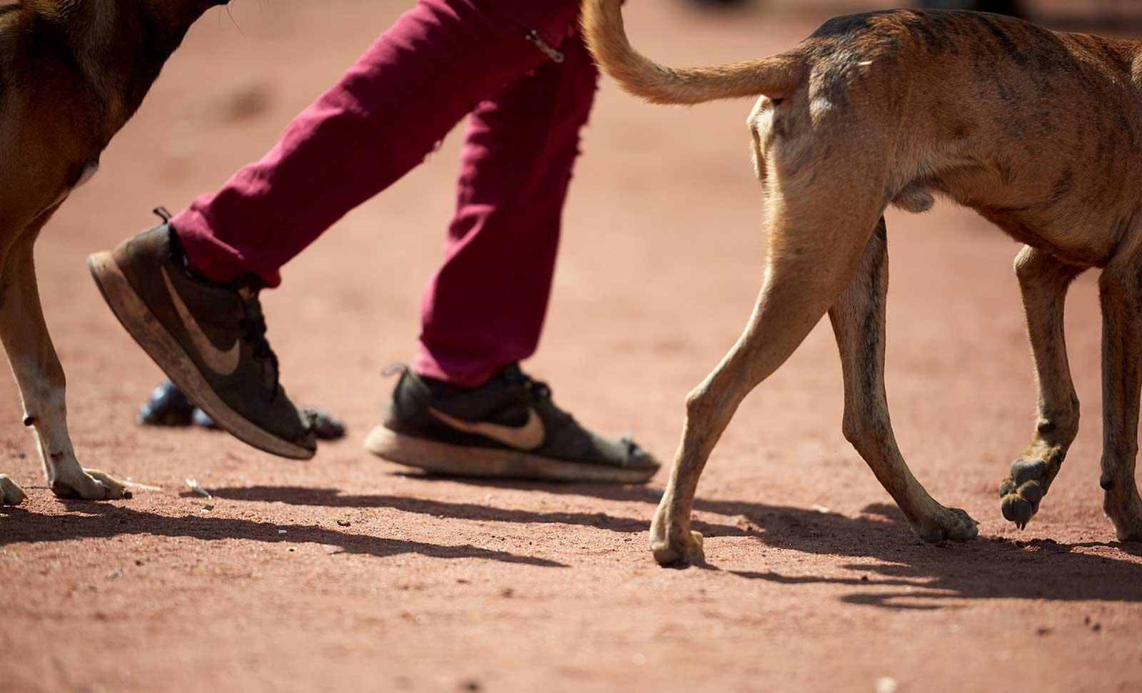 Boy walking with dogs.