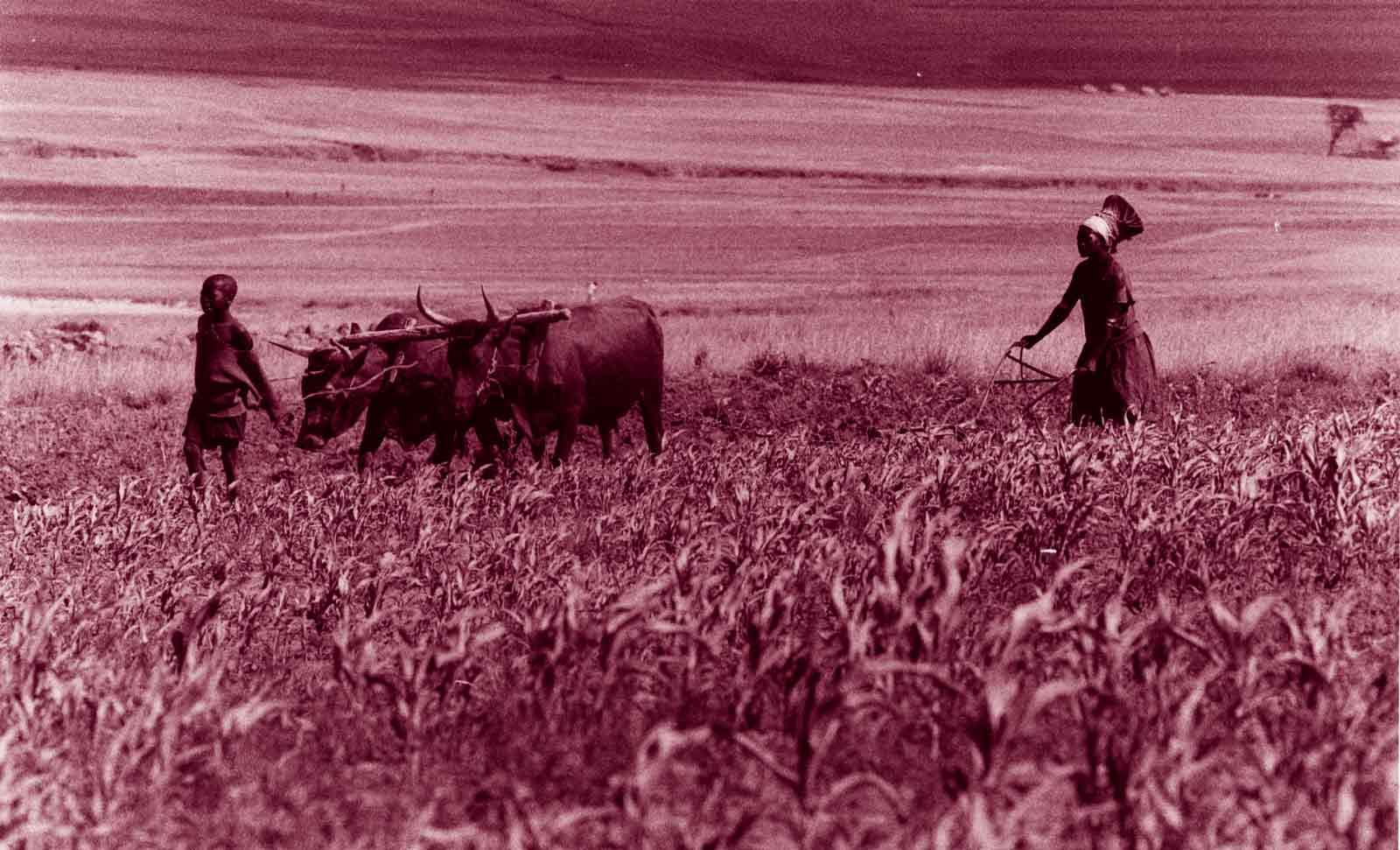 Child and adult working in field