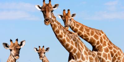 Giraffes