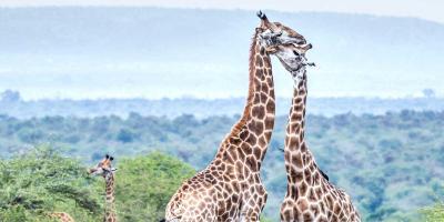 enter image alt text