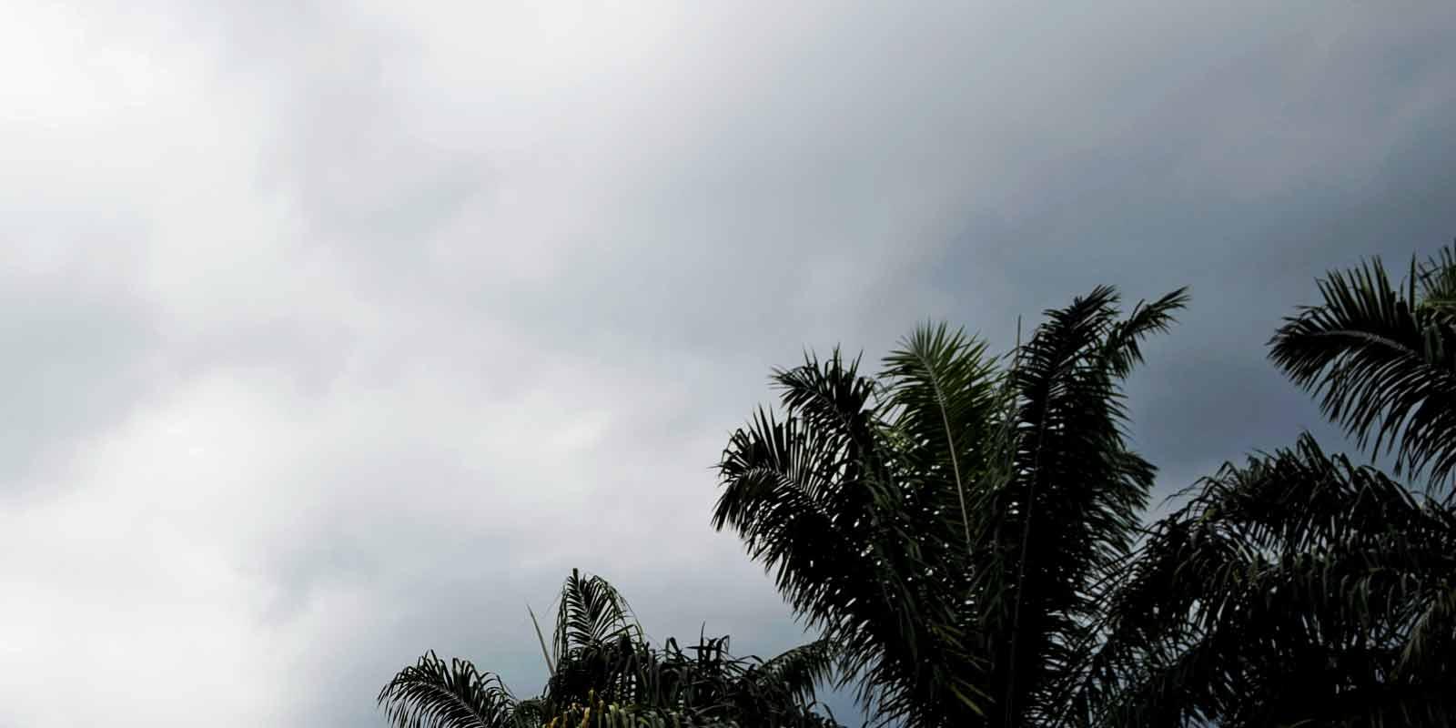 Palm trees against cloudy sky