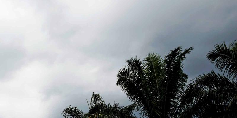 Palm trees against cloudy sky