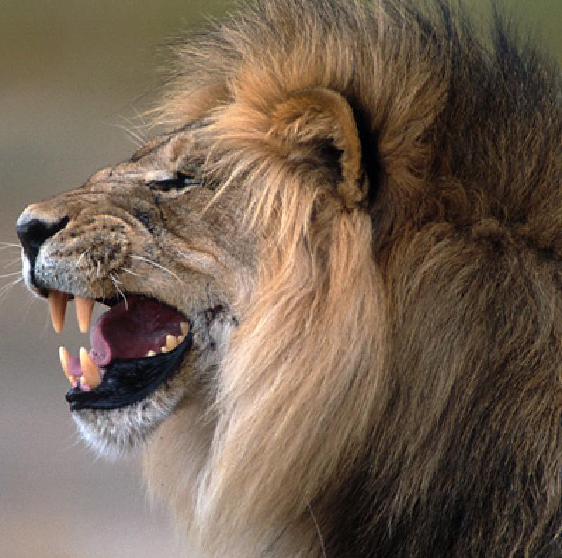 enter image alt text