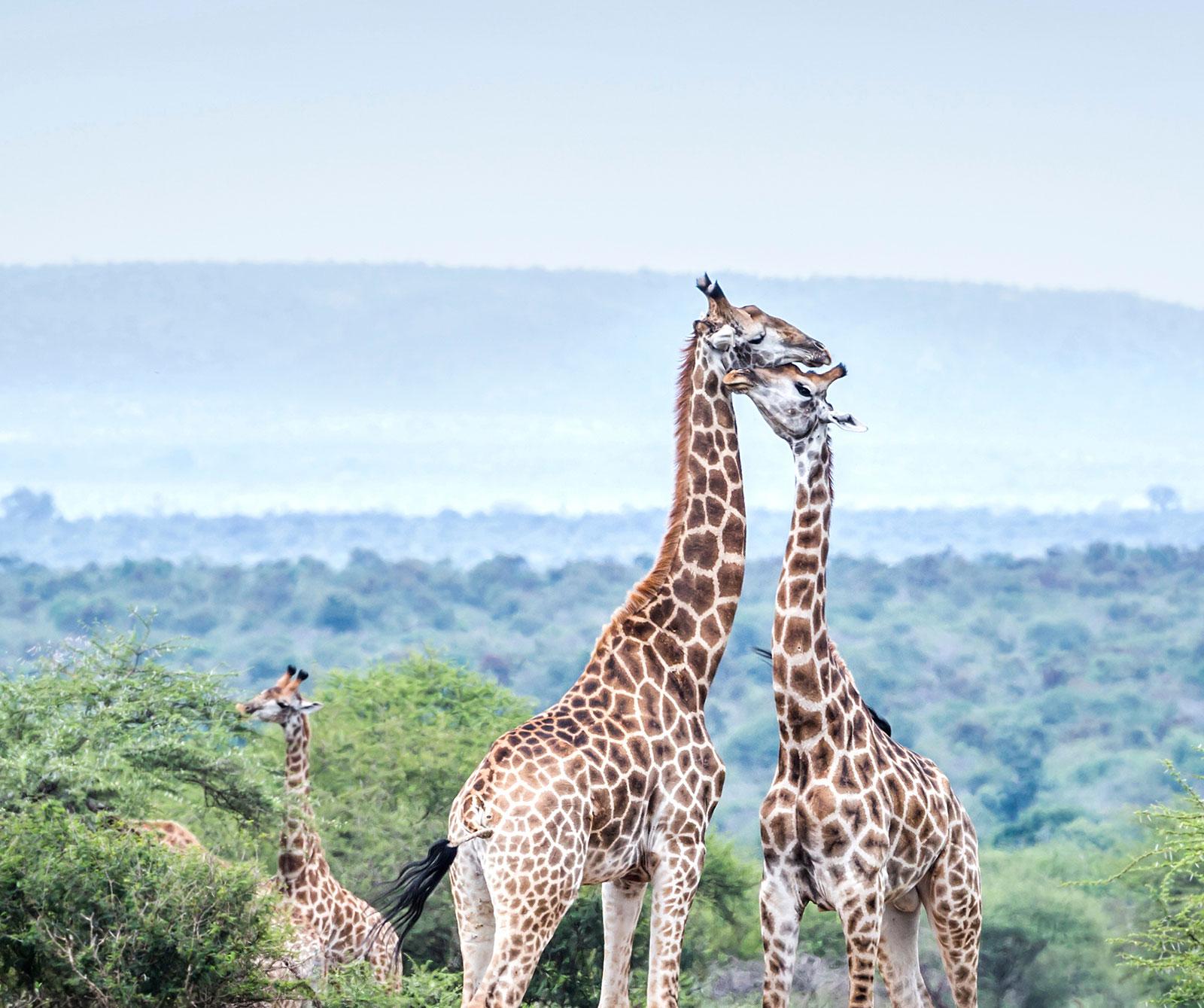 enter image alt text