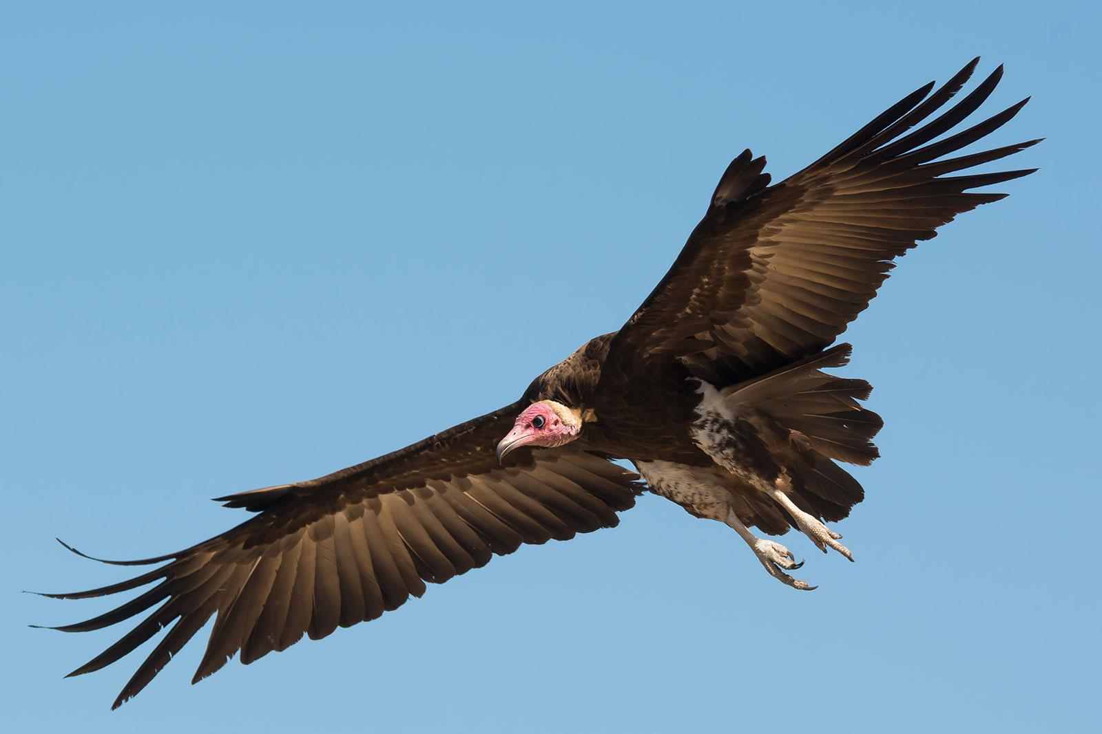 enter image alt text