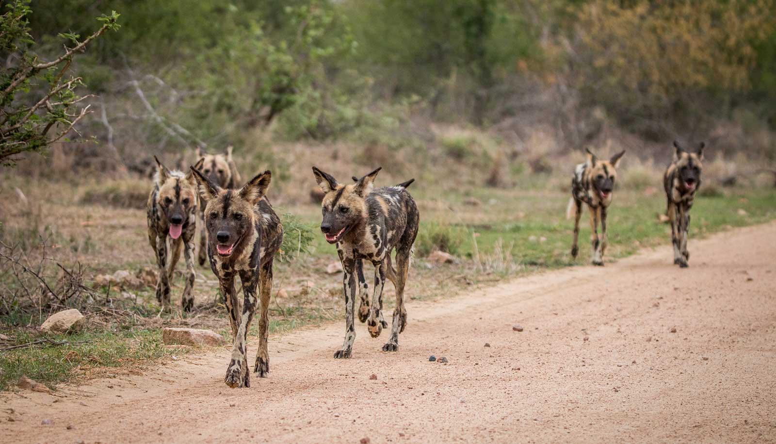 enter image alt text