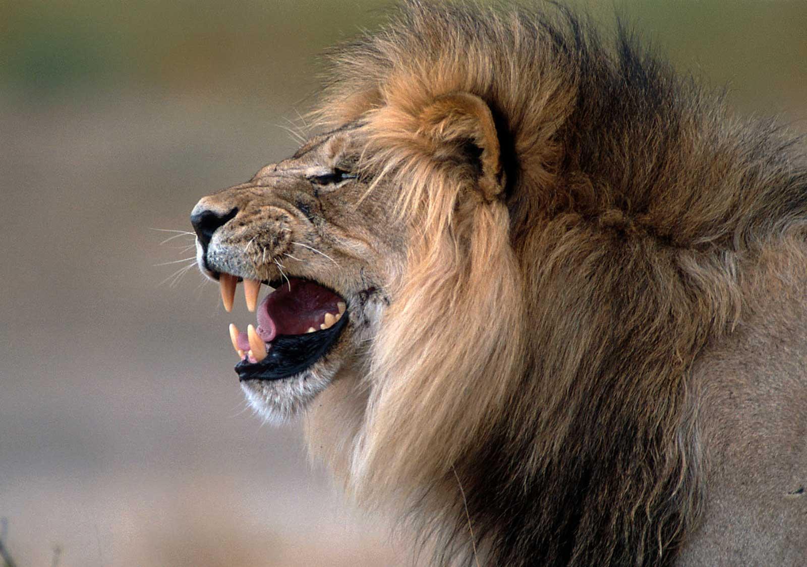 enter image alt text