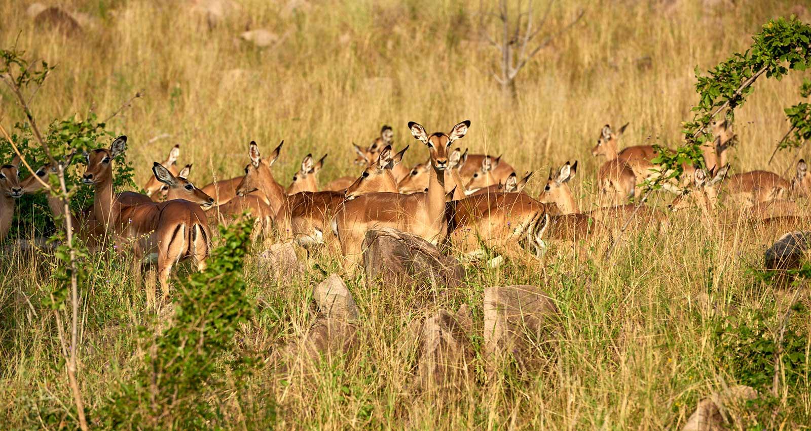 enter image alt text